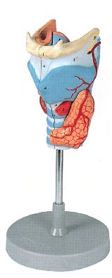 Model anatomic – laringe