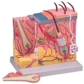 Model anatomic  - epiderma