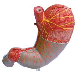 Model anatomic – Stomac