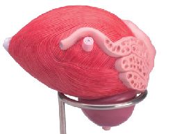 Model anatomic – vezica urinara masculina cu prostata