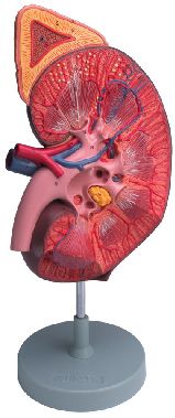 Model anatomic – rinichi cu glanda