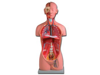 Model anatomic – bust uman