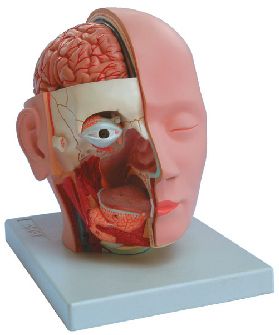 Model anatomic - Cap