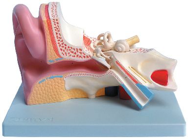 Model anatomic - ureche