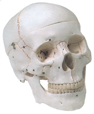 Model anatomic – craniu uman