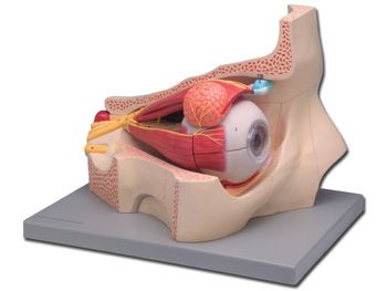 Model anatomic – Ochi uman