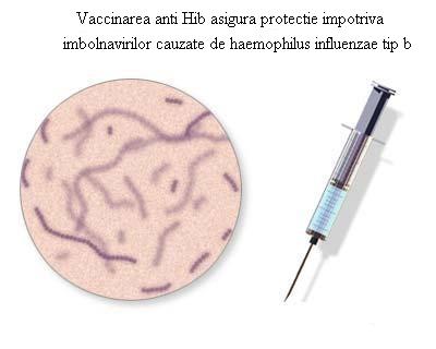 Vaccinarea anti-haemophilus influenzae B (vaccinare neinclusa in programul national de imunizari)