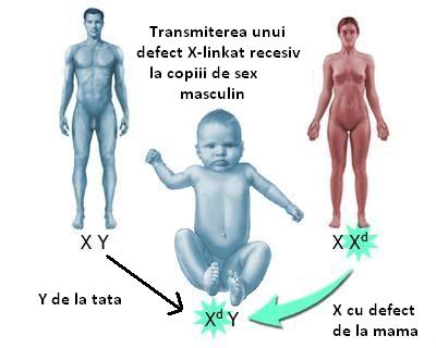 Transmiterea defectelor genetice recesive X-linkate la baieti
