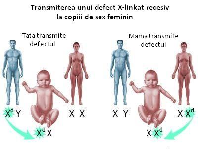 Transmiterea defectelor genetice recesive X-linkate la fete