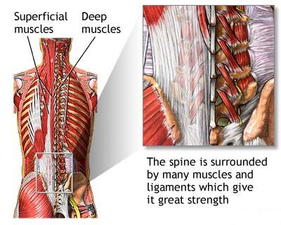 Coloana vertebrala si structuri de suport