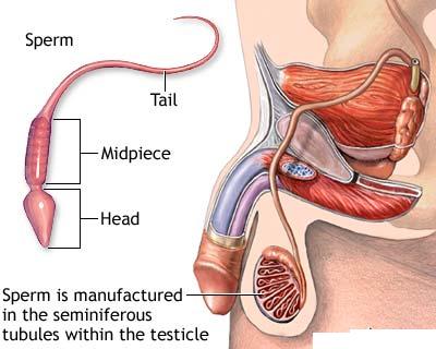 Organe genitale masculine