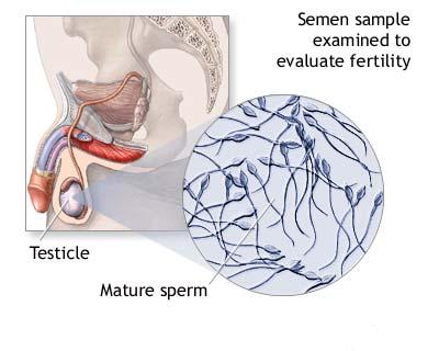 Caile spermatice