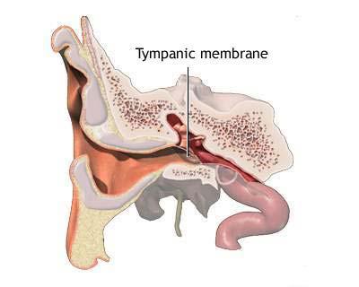 Anatomie: membrana timpanica