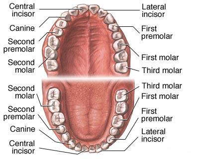 Primii dinti la copii sau eruptia dentara