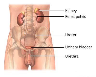 vezica urinara hiperactiva