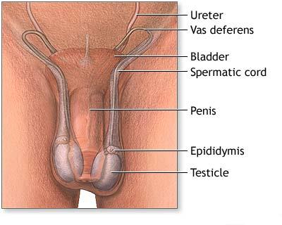 Thigh suspension common sense Boli genitale masculine