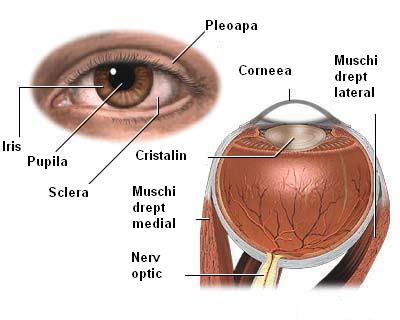 vedere laterală a ochiului