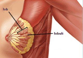 Anatomia sanului la femei