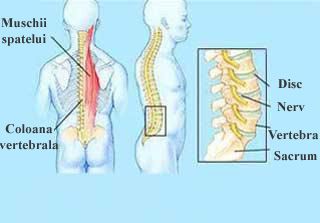 Cum este construit spatele
