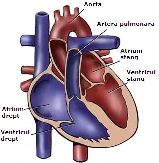 Tipuri de defecte congenitale ale inimii
