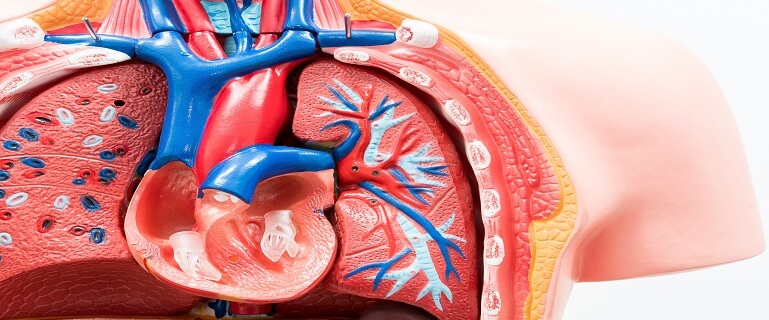 Ce este persistența de canal arterial? ne spune Dr. Cristian Bulescu, medic specialist chirurgie cardiovasculară