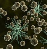 Clostridium difficile – o bacterie „ucigașă” existentă în flora normală a intestinului - Synevo