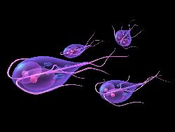 giardia simptome tratament)