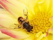 Albine polen pentru pierderea în greutate, Cura de slabire cu polen crud