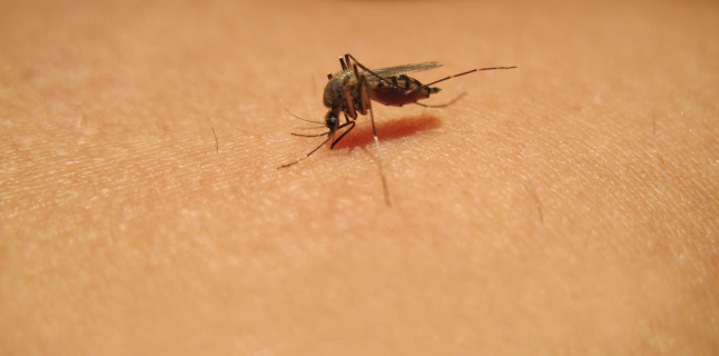 West Nile: 11 persoane infectate si doua decese 