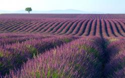 Landscapes