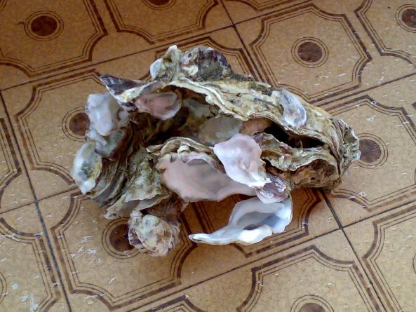 miracolele mamei natura