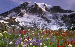 poze natura
