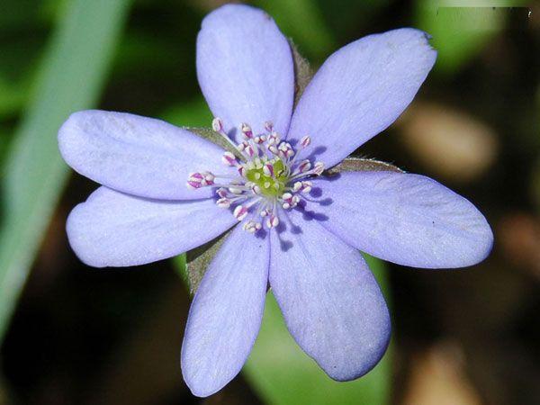 Albastrul nefericirii