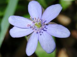 Albastrul nefericirii