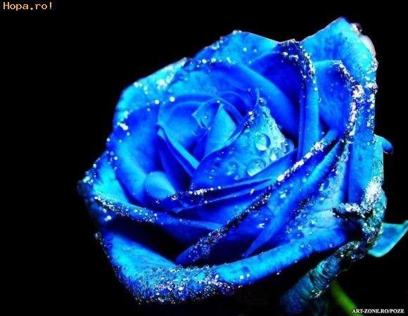 rose