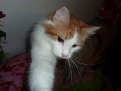 Pufy