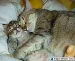.....BUONA NOTTE A TUTTI......