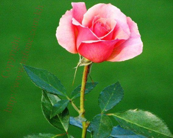 Pink Rose