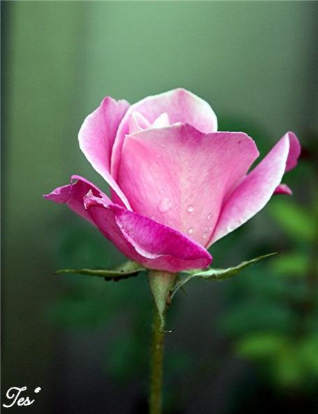 Pink Rose 2