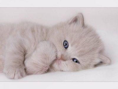meow