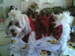 bellutza