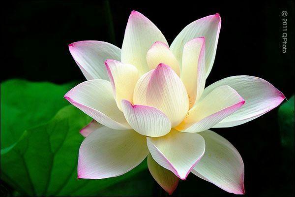 floare