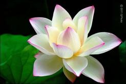 floare
