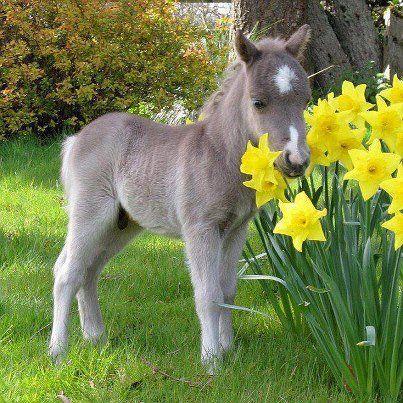animalute