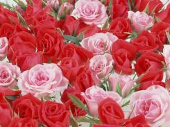 FLORI ROMANCE :)