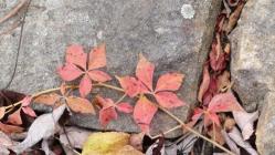 arta fotografiatului