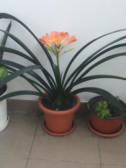 floarea mea preferata