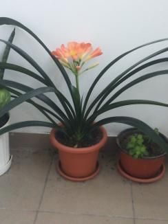 floarea mea preferata